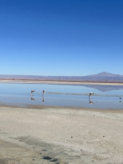 Andean flamingos wade a turquoise altiplano lagoon on the salt flats near San Pedro de Atacama, Chile, with volcanoes beyond.