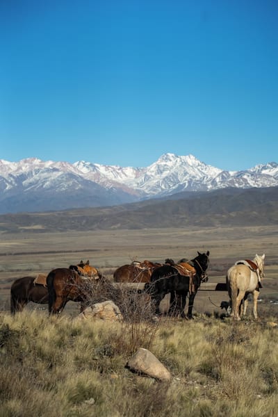 Four saddled horses standing on high grassland with the snow-capped Andes range across the horizon, on a riding excursion from Awasi Mendoza, Argentina