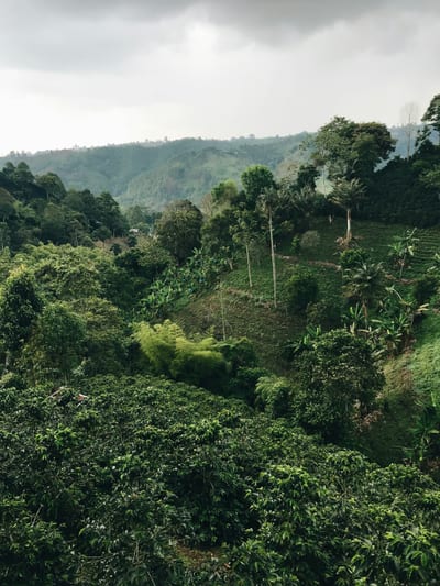 Rows of coffee plants on a plantation near Boquete, Panama.