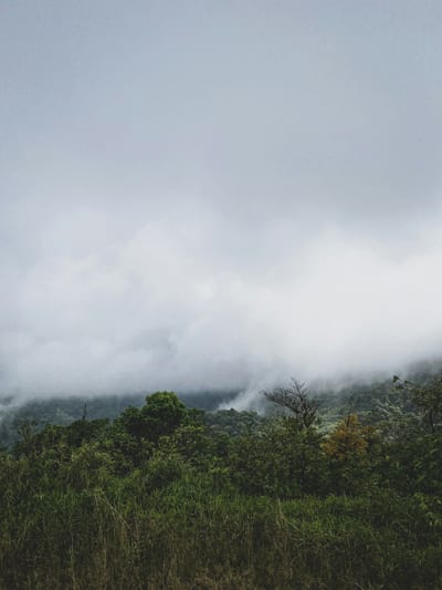 Lush green jungle in the highlands around Boquete, Panama.
