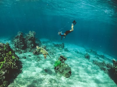 A snorkeler glides over a Caribbean coral reef beside a sea turtle