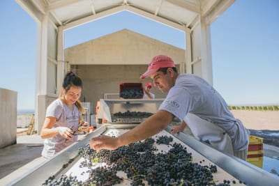 Two winery workers sorting dark grape clusters on a stainless steel table during harvest at Casa de Uco, Uco Valley, Mendoza, Argentina