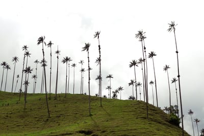 Towering wax palms rise over the green hills of the Cocora Valley near Salento, Colombia.