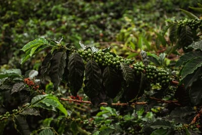 Ripening red and green coffee cherries on the branch amid the lush green rows of a Colombian coffee plantation in the Eje Cafetero.