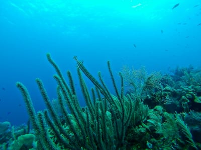 Coral and marine life on the Mesoamerican Barrier Reef off the Bay Islands, Honduras