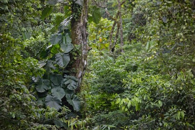 Lush green tropical rainforest interior in Costa Rica with large elephant-ear leaves, dense undergrowth, and a vine-draped tree trunk, evoking the biodiversity of Corcovado National Park on the Osa Peninsula.