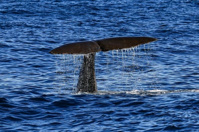 A sperm whale dives off the coast of Dominica, a top Caribbean whale-watching destination.