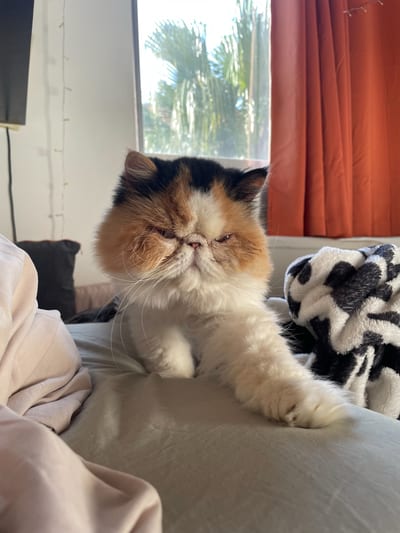 Duquesa, Estefanía's cat