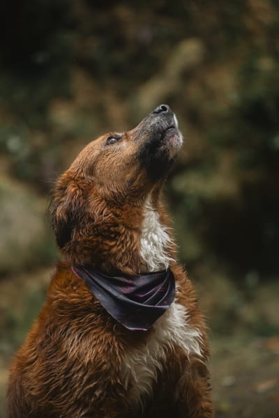 Miller, Estefanía's dog