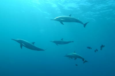 Dolphins glide through the clear water off Fernando de Noronha, Brazil.