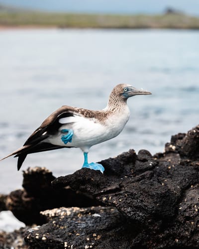 A blue-footed booby standing on dark lava rock in the Galapagos Islands.