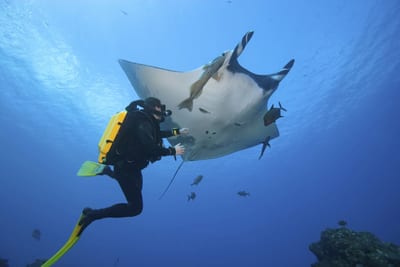 A scuba diver glides beneath a giant manta ray in the clear blue water of the Galápagos