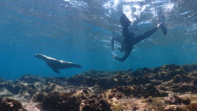 A snorkeler swimming alongside a curious Galápagos sea lion in clear blue water