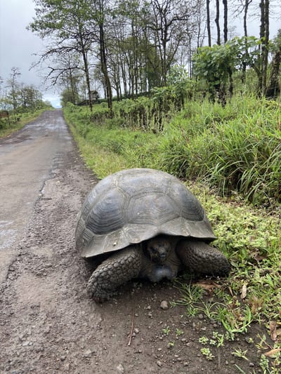 A Galapagos giant tortoise in the green highlands of the islands, Ecuador.