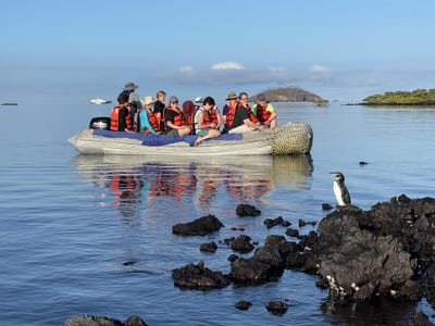A Galápagos penguin stands on dark volcanic rocks in the foreground while a group of travelers in life jackets cruises past aboard a zodiac on calm water, Galápagos Islands, Ecuador.
