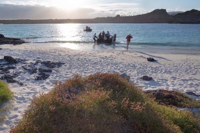 A Galapagos sea lion rests on a beach in golden light, Ecuador.
