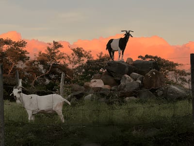 Two goats stand among rocks and a wire fence on a rural Costa Rican farm at sunset, one perched atop a boulder, with pink-tinged clouds glowing over the countryside.