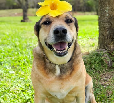 A smiling tan rescue dog with a yellow flower on its head sits in green grass at Guayabo Animal Rescue &amp; Sanctuary in Guanacaste, Costa Rica.