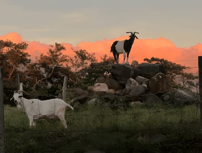 Two rescue goats at golden hour, one standing atop a rocky mound against pink sunset clouds, at Guayabo Animal Rescue &amp; Sanctuary, Costa Rica.