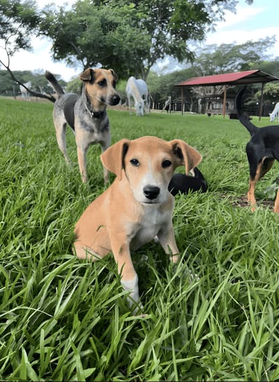 Several young rescue puppies sit together in tall green grass with sanctuary buildings behind them at Guayabo Animal Rescue &amp; Sanctuary, Costa Rica.