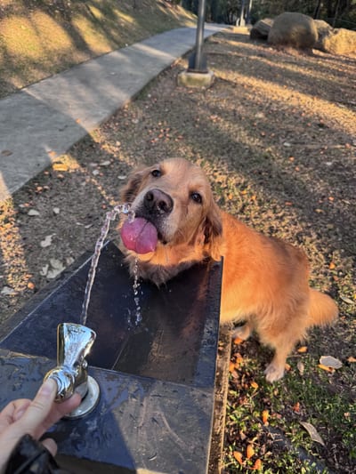 Nala, Kathleen's dog