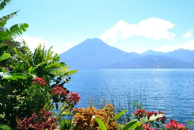 Bright tropical flowers frame a view across Lake Atitlán to its volcanoes, Guatemala.