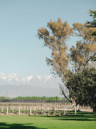 Rows of vineyards in the Maipo Valley with the snow-capped Andes rising beyond, Chile.