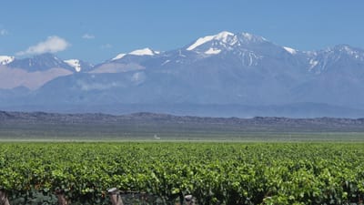 Rows of Mendoza vineyards stretching toward the snow-capped Andes at golden hour, Argentina wine country.