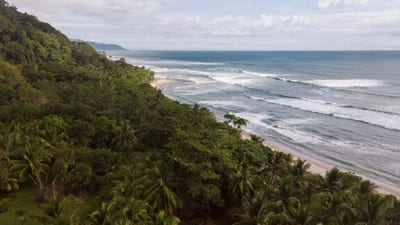 Aerial view of a jungle-backed Nicoya Peninsula coastline, with dense green palm forest meeting a sandy beach and rows of Pacific waves, Costa Rica.