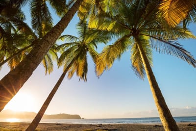 Tall coconut palms lean over a sandy beach as low golden sun bursts through the fronds, with a calm bay and a forested headland across the water on Costa Rica's Pacific coast.