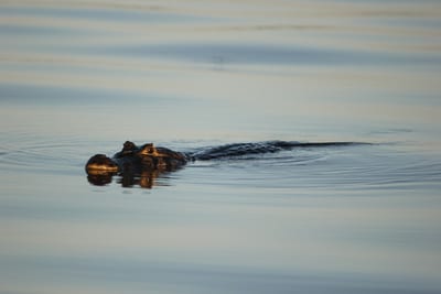 A caiman rests in the still water of the Brazilian Pantanal.