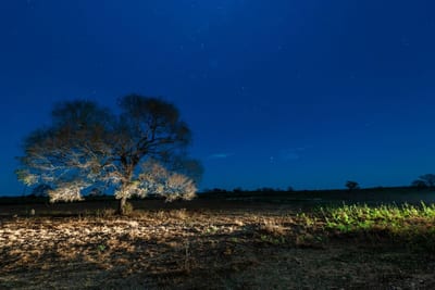 A lone tree lit from below stands against a deep blue, star-filled night sky over the open grassland of the Pantanal wetlands, Brazil.