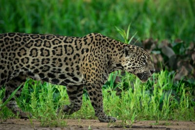 A jaguar moves through the grasses of the Brazilian Pantanal.