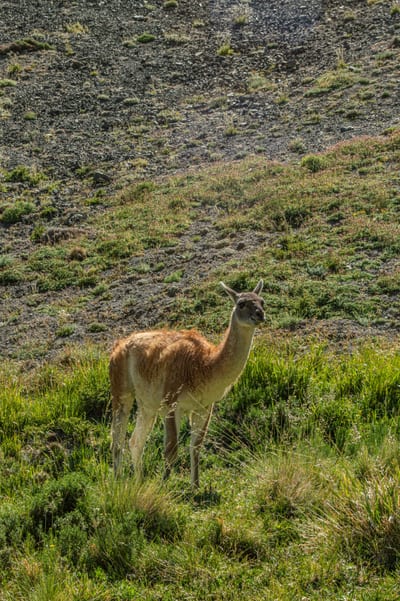 A guanaco grazes on golden grassland in Chilean Patagonia.