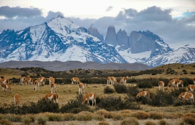 Horses cross the open windswept steppe of Chilean Patagonia.
