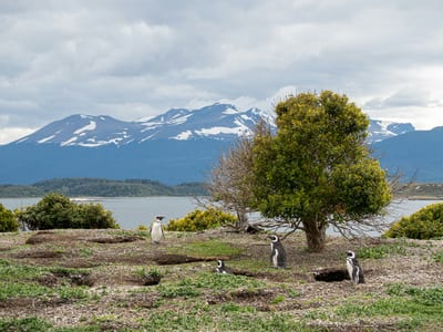 Magellanic penguins on the Atlantic coast of Argentine Patagonia.