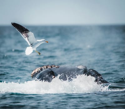 A humpback whale surfaces off the Atlantic coast of Argentine Patagonia near Puerto Madryn.