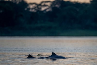 Wildlife surfaces on a river in the Peruvian Amazon.