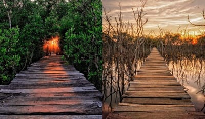 A two-panel view of a weathered wooden plank boardwalk winding through mangroves at sunset, golden light filtering through the branches over still water near Playa Avellanas in Guanacaste, Costa Rica.