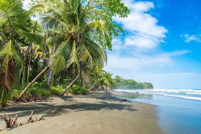 Coconut palms lean over the dark sand of Playa Negra near Cahuita as calm Caribbean surf mirrors a bright blue sky, with lush green jungle lining the shore on the Caribbean coast of Costa Rica.