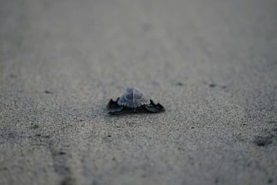 A baby sea turtle hatchling crawling across the sand toward the ocean on a Puerto Escondido beach, Oaxaca, Mexico.