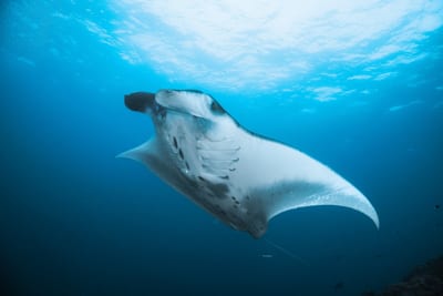 A reef manta ray gliding through open blue water