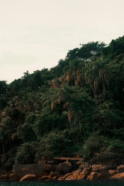 A lush forested hillside drops to a rocky cove and a small jetty at dusk along the Saco do Mamanguá inlet near Paraty, Brazil.