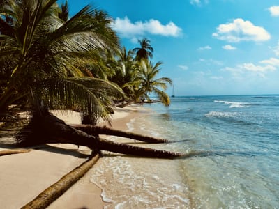 A paddler glides past a palm-lined San Blas island beach, Panama.