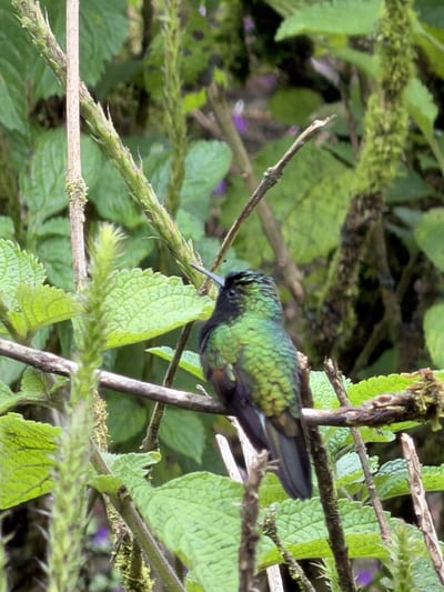 A Scintillant Hummingbird perched among natural plantings in the hummingbird garden at El Silencio Lodge