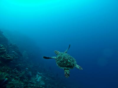 A sea turtle gliding over the coral reef in the clear Caribbean water of the Bay Islands, Honduras.