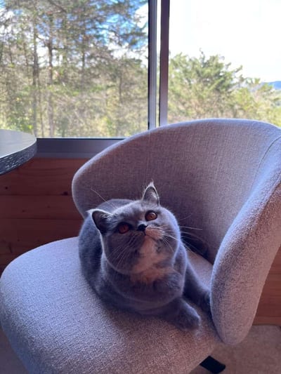 Aura, Stina's cat