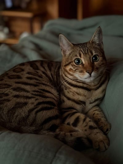 Lyra, Stina's cat