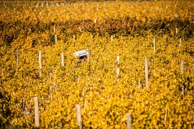 Vineyard rows in full golden autumn color filling the frame, with a small white sign reading 'the vines' among the trellis posts, Uco Valley, Mendoza, Argentina