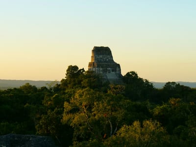 A Tikal pyramid temple rising above the dense green jungle canopy of the Petén lowlands at sunrise, Guatemala.